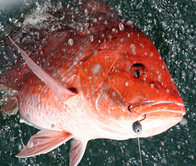Red Snapper breaks the surface of the Gulf waters off the Texas coast