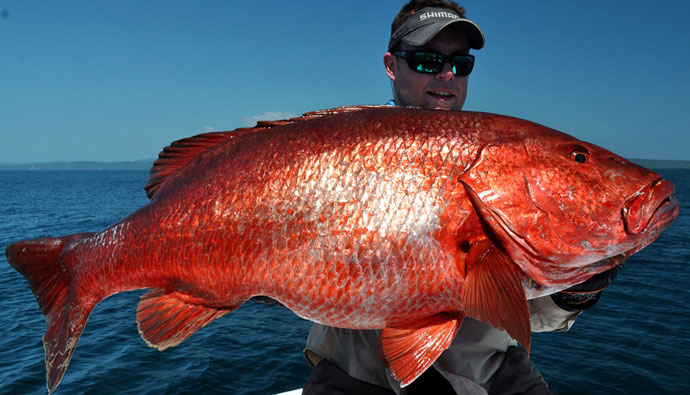 Red Snapper caught by fisherman in the Gulf of Mexico