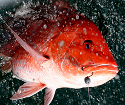 Red Snapper hooked -- one of the two fish bag limit!