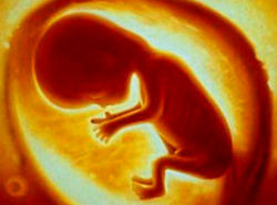 Unborn child in the womb